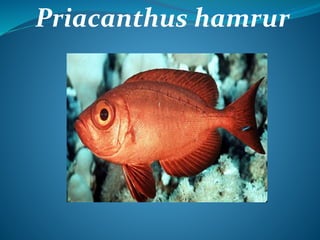 Priacanthus hamrur
 