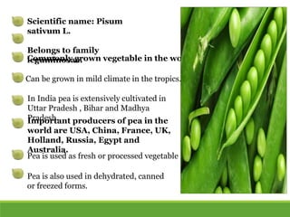 Scientific name: Pisum
sativum L.
Belongs to family
leguminosae.Commonly grown vegetable in the world.
Can be grown in mild climate in the tropics.
In India pea is extensively cultivated in
Uttar Pradesh , Bihar and Madhya
Pradesh.Important producers of pea in the
world are USA, China, France, UK,
Holland, Russia, Egypt and
Australia.
Pea is used as fresh or processed vegetable
Pea is also used in dehydrated, canned
or freezed forms.
 
