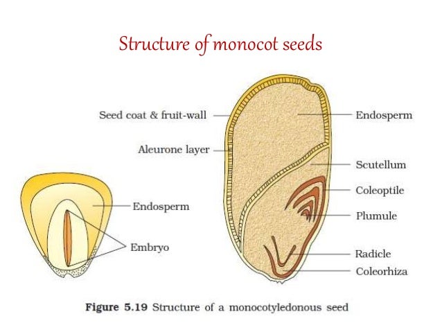 TYPES OF FLOWERS FRUITS DICOT AND MONOCOT SEEDS