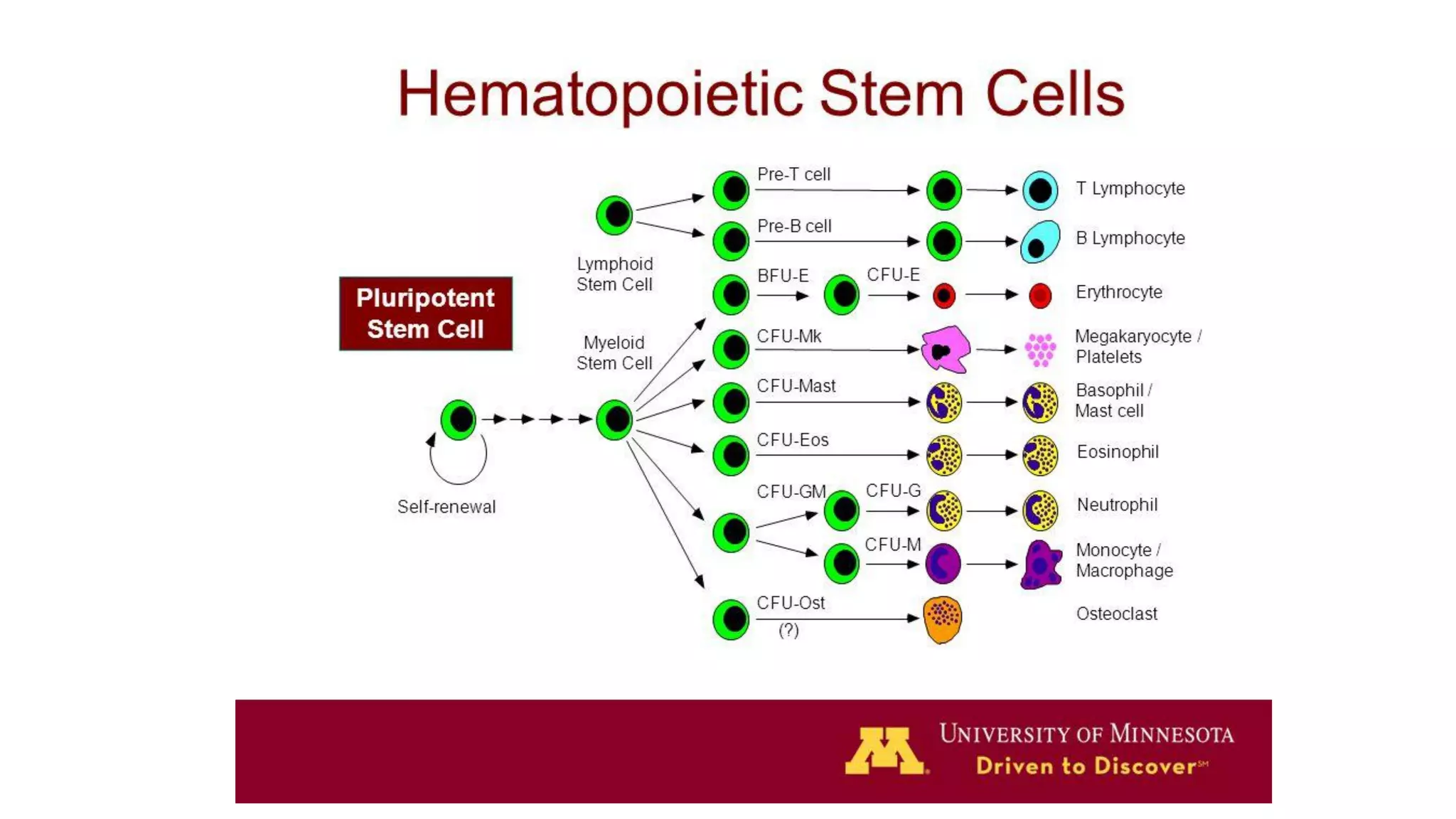 HEMATOPOIETIC STEM CELL TRANSPLANTS IN PEDIATRIC by DR ABHIJEET MANOHAR ...