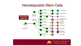 HEMATOPOIETIC STEM CELL TRANSPLANTS IN PEDIATRIC by DR ABHIJEET MANOHAR ...
