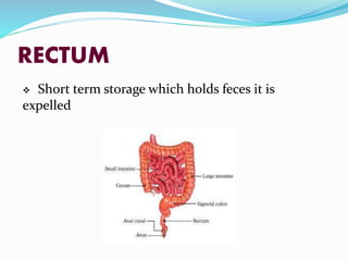 RECTUM
 Short term storage which holds feces it is
expelled
 
