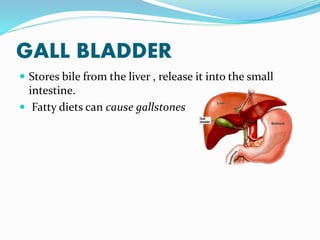 GALL BLADDER
 Stores bile from the liver , release it into the small
intestine.
 Fatty diets can cause gallstones
 