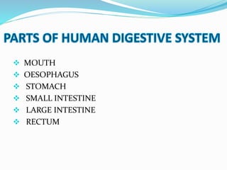  MOUTH
 OESOPHAGUS
 STOMACH
 SMALL INTESTINE
 LARGE INTESTINE
 RECTUM
 