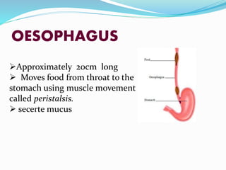 OESOPHAGUS
Approximately 20cm long
 Moves food from throat to the
stomach using muscle movement
called peristalsis.
 secerte mucus
 
