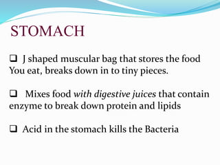STOMACH
 J shaped muscular bag that stores the food
You eat, breaks down in to tiny pieces.
 Mixes food with digestive juices that contain
enzyme to break down protein and lipids
 Acid in the stomach kills the Bacteria
 