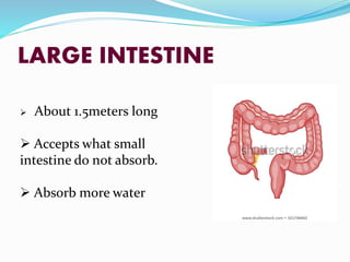 LARGE INTESTINE
 About 1.5meters long
 Accepts what small
intestine do not absorb.
 Absorb more water
 