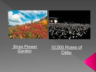 10,000 Roses of
Cebu
 