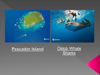 Oslob Whale
Sharks
 