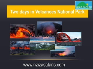 Two days in Volcanoes National Park
www.nzizasafaris.com
 