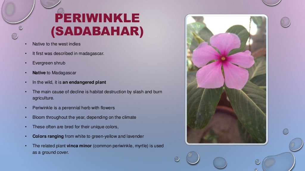 PERIWINKLE (SADABAHAR) Catharanthus roseus INFO +BENEFITS anti…