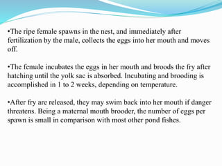 Presentation1.pptx tilapia | PPTX