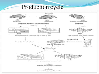 Presentation1.pptx tilapia | PPTX