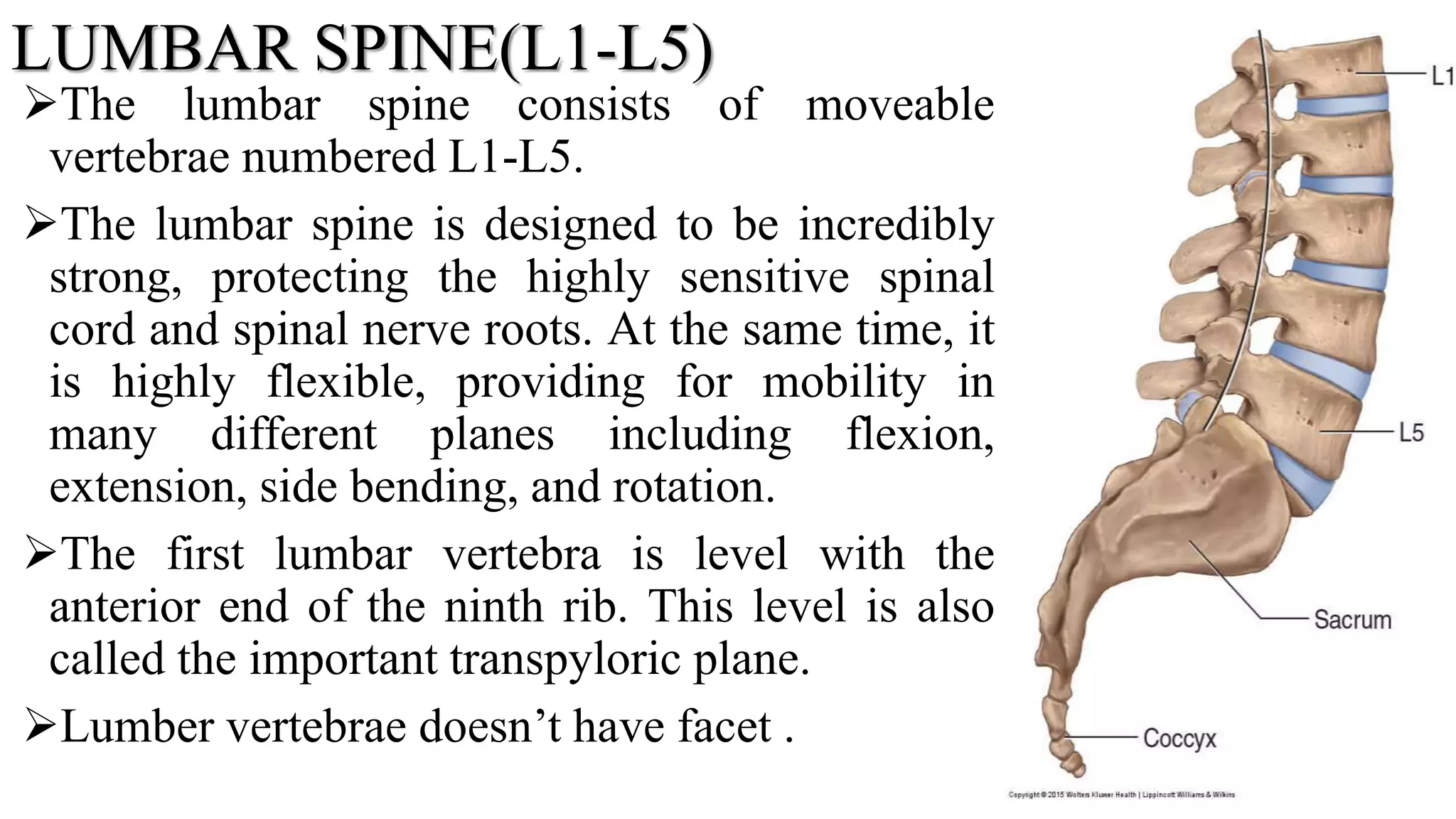 LUMBAR SPINE(L1-L5)
The lumbar spine consists of moveable
vertebrae numbered L1-L5.
The lumbar spine is designed to be incredibly
strong, protecting the highly sensitive spinal
cord and spinal nerve roots. At the same time, it
is highly flexible, providing for mobility in
many different planes including flexion,
extension, side bending, and rotation.
The first lumbar vertebra is level with the
anterior end of the ninth rib. This level is also
called the important transpyloric plane.
Lumber vertebrae doesn’t have facet .
22
 