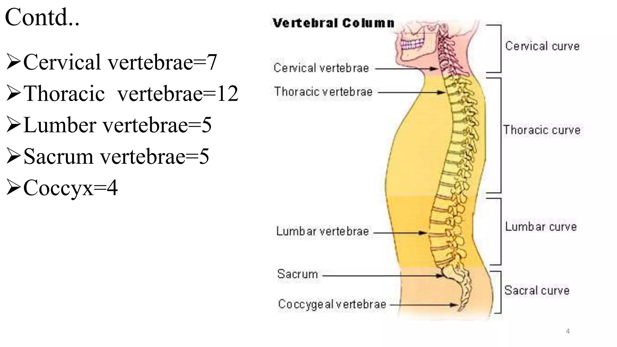 Contd..
Cervical vertebrae=7
Thoracic vertebrae=12
Lumber vertebrae=5
Sacrum vertebrae=5
Coccyx=4
4
 