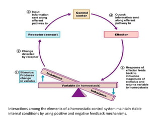 homeostatis | PPTX