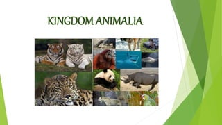 KIngdom animalia | PPTX