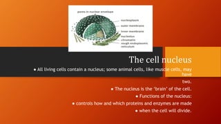 The cell nucleus
● All living cells contain a nucleus; some animal cells, like muscle cells, may
have
two.
● The nucleus is the ‘brain’ of the cell.
● Functions of the nucleus:
● controls how and which proteins and enzymes are made
● when the cell will divide.
 