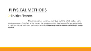 PHYSICAL METHODS
Fruitlet Flatness
The pineapple has numerous individual fruitlets, which mature from
the bottom part of the fruit to the top. As the fruitlets mature, they become flatter. A pineapple
is typically mature and ready for harvest when the lower one-quarter to one-half of the fruitlets
are flat.
 