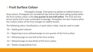 Fruit Surface Colour
Pineapples change from green to yellow to reddish-brown as
they mature. Pineapples are considered ripe and at their best eating quality when
the fruit surface colour is the one-quarter to one-half yellow. The fruit will also
bruise easily and is more vulnerable to damage. Pineapples are over-mature when
the surface colour of the fruit changes to reddish-brown.
The following colour classification, or peel-colour index, may be used in trade:
C0 – Totally green exterior
C1 – Beginning to turn yellow/orange on one quarter of the fruit surface
C2 – Yellow/orange on one half of the fruit surface
C3 – Yellow/orange on two thirds of the fruit surface
C4 – Totally orange/yellow fruit.
 