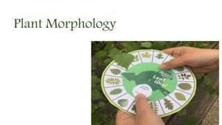 Plant Morphology
 