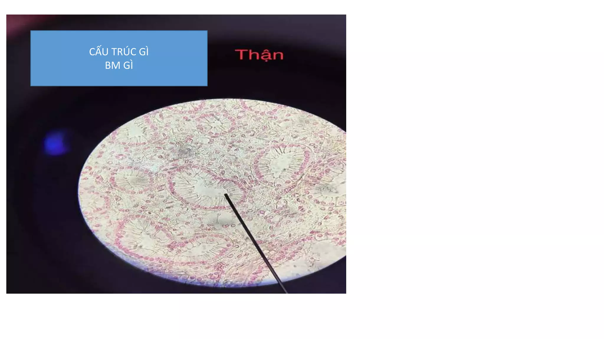 mô phôi thực hành | PPTX