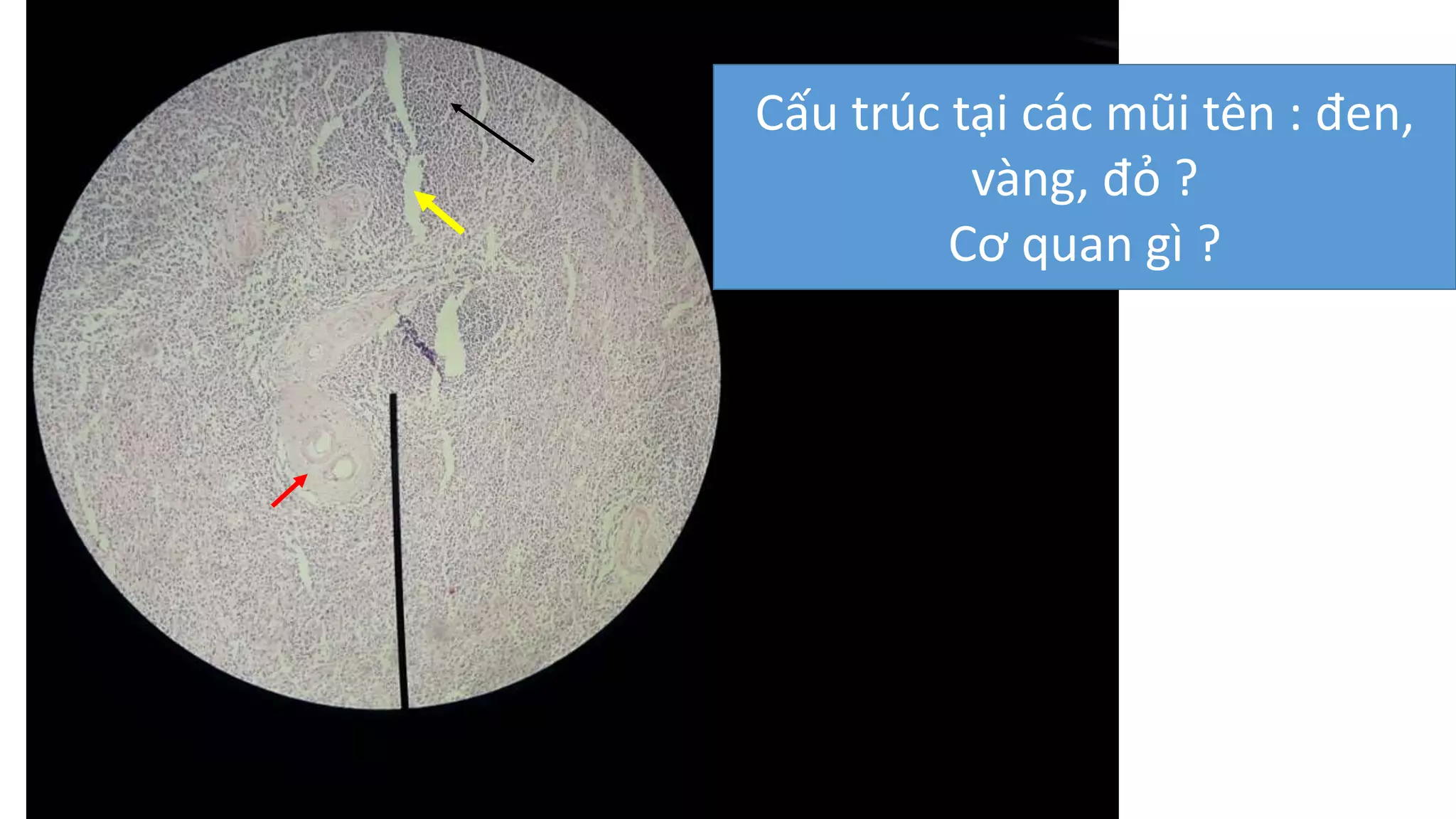 mô phôi thực hành | PPTX