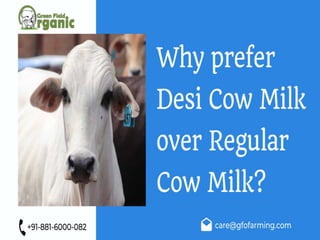 Why Prefer Desi Cow Milk Over Regular Milk | GFO Farming             