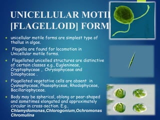 Unicellular Non-motile
(Protococcoidal) Forms
 Do not possess flagella, eyespot etc., meant for
locomotion. (e.g., Chlore...
