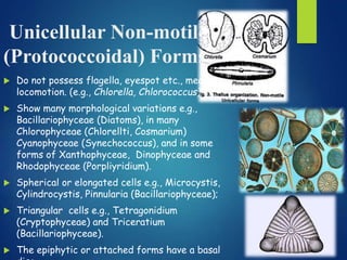 Colonial
Forms A further evolution of the unicellular types from
occasional and indefinite type of colony like structures...