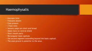 Haemophysalis
• Inornate ticks
• Festoons absent
• Eyes present
• 3 host ticks
• Sensory palps are short and broad
• Males have no ventral shield
• Short mouth parts
• Rectangular base capitula
• the second segment extending beyond the basis capituli.
• The anal groove is posterior to the anus.
 