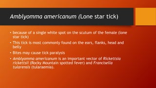 Amblyomma americanum (Lone star tick)
• because of a single white spot on the scutum of the female (lone
star tick)
• This tick is most commonly found on the ears, flanks, head and
belly
• Bites may cause tick paralysis
• Amblyomma americanum is an important vector of Rickettsia
rickettsii (Rocky Mountain spotted fever) and Francisella
tularensis (tularaemia).
 