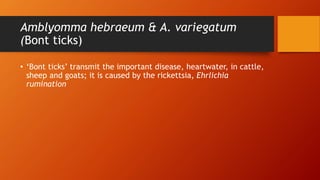 Amblyomma hebraeum & A. variegatum
(Bont ticks)
• ‘Bont ticks’ transmit the important disease, heartwater, in cattle,
sheep and goats; it is caused by the rickettsia, Ehrlichia
rumination
 