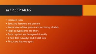 RHIPICEPHALUS
• Inornate ticks
• Eyes and festoons are present
• Males have adanal plates and accessory shields
• Palps & hypostome are short
• Basis capituli are hexagonal dorsally
• 3 host tick (usually) and 2 host tick
• First coxa has two spurs
 