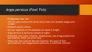 Argas persicus (Fowl Tick)
• Predilection site: Skin
• The life cycle involves one larval and at least two nymphal stages prior
to adult
• Domestic poultry affects
• the four segments of the pedipalps are equal in length.
• Argas persicus is nocturnal (attacks at night)
• Infestation may cause irritation, sleeplessness, loss of egg productivity
and anaemia, which can prove fatal
• These ticks may transmit Borrelia anserina, the cause of fowl
spirochaetosis, and Aegyptianella pullorum, a rickettsial infection
 