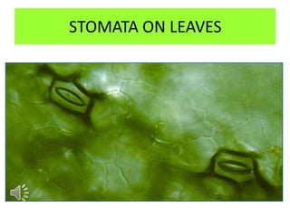Leaf, stomata & stem anatomy