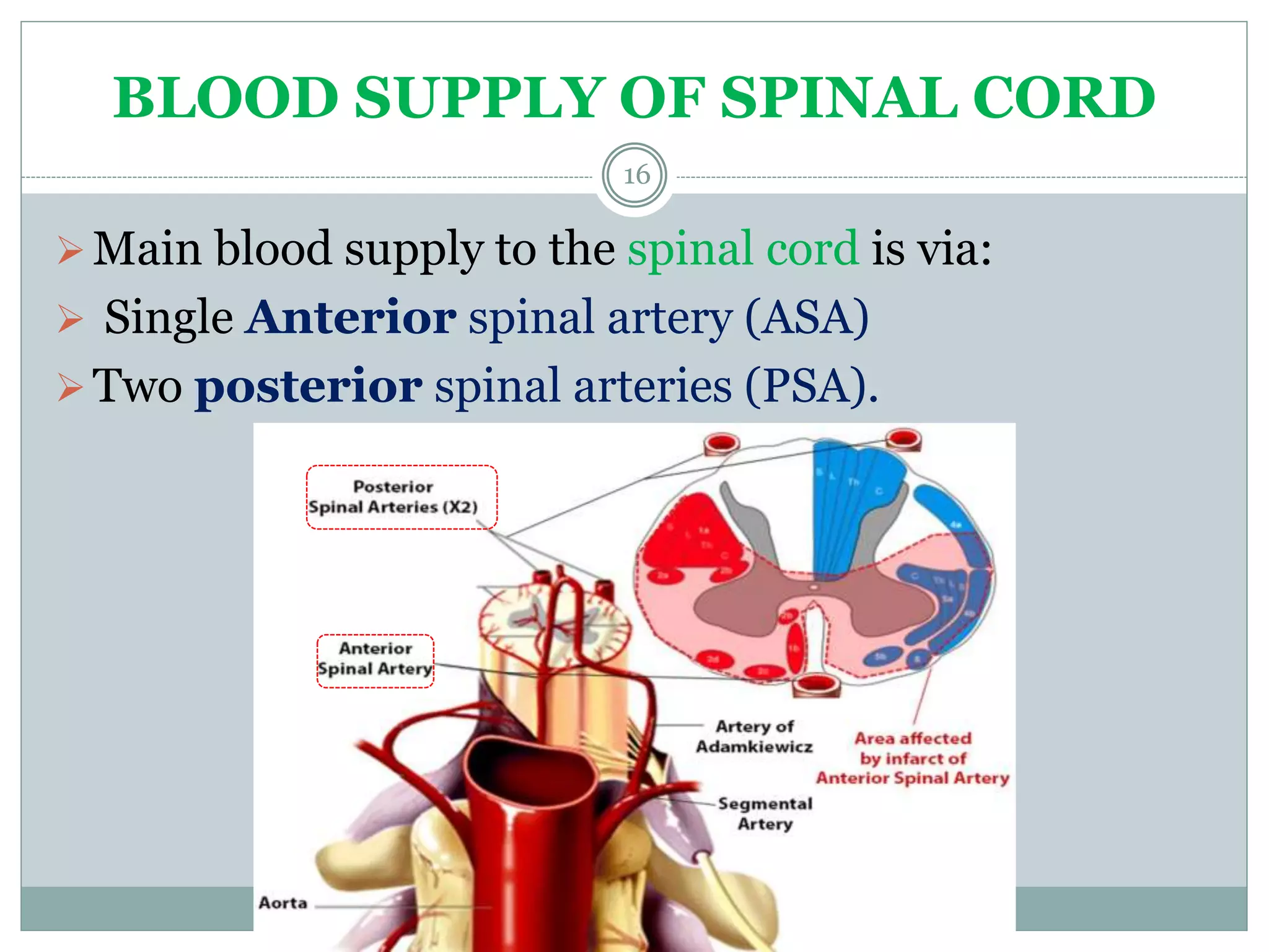 blood supply of brain and spinal cord | PPTX