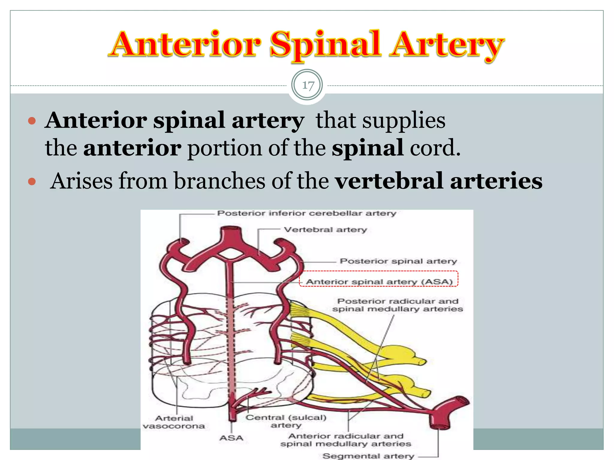 blood supply of brain and spinal cord | PPTX