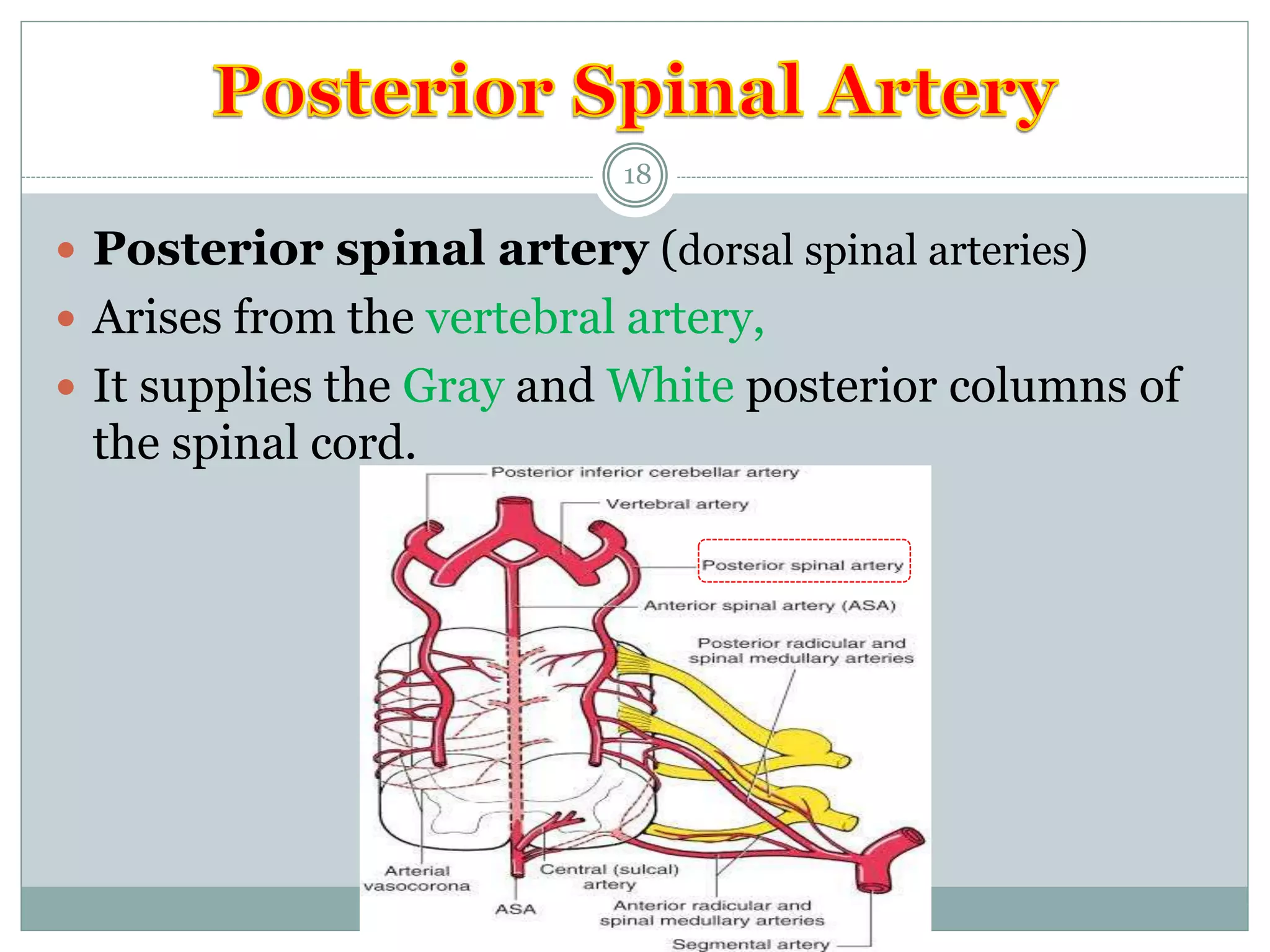blood supply of brain and spinal cord | PPTX