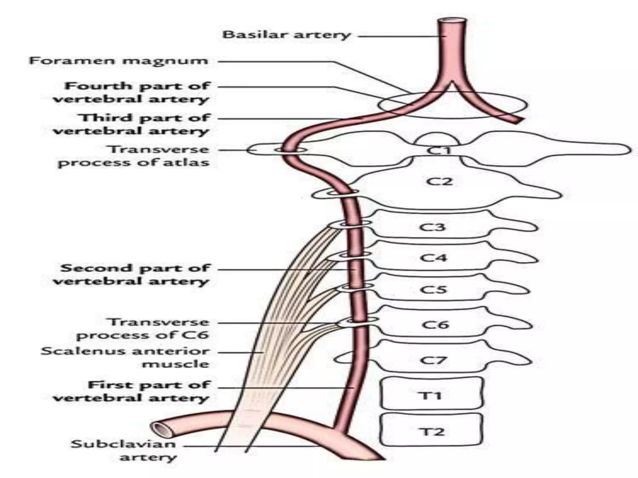 blood supply of brain and spinal cord | PPTX