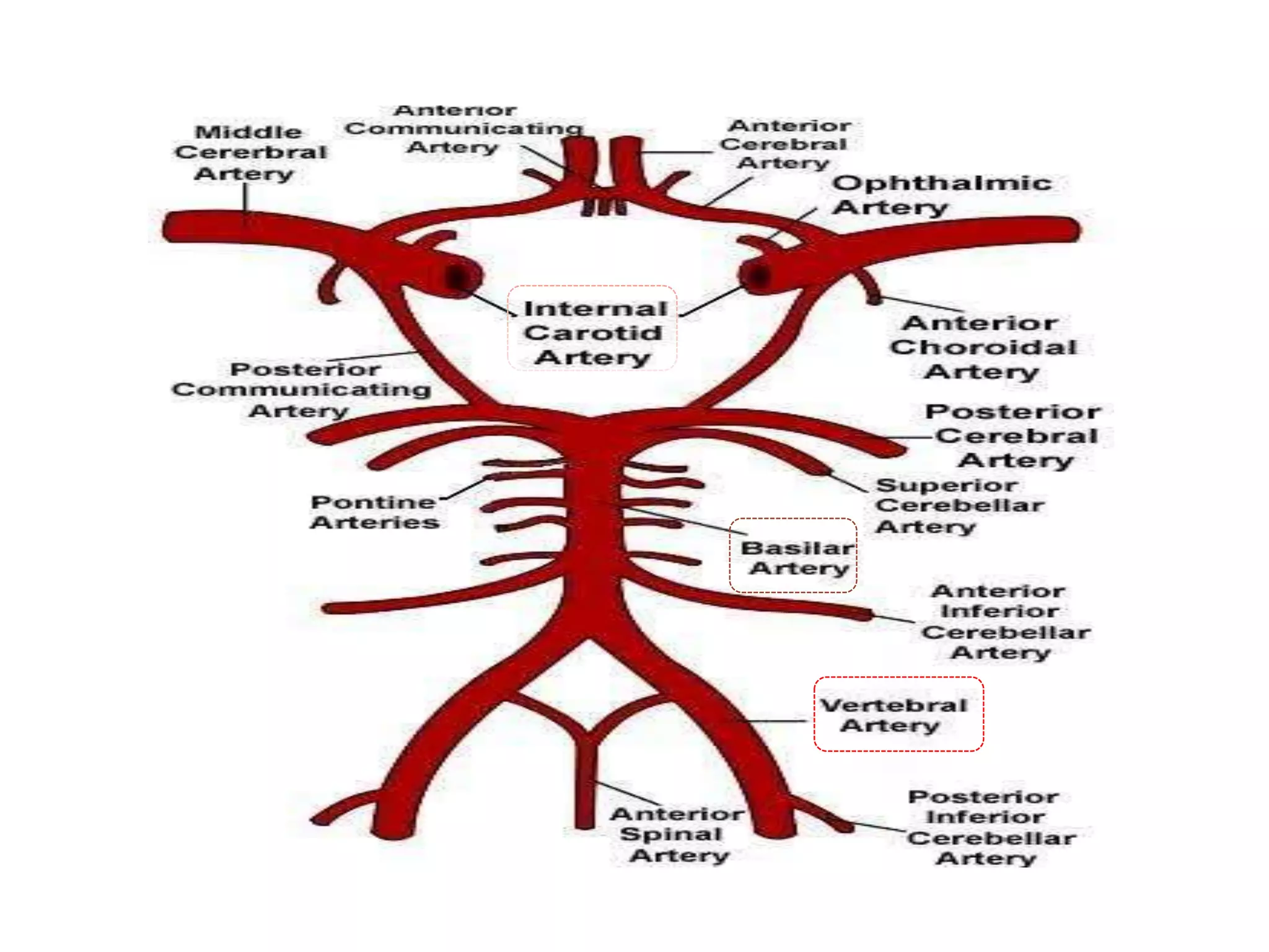 blood supply of brain and spinal cord | PPTX