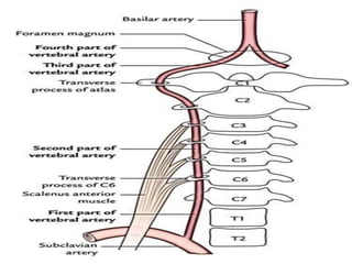 blood supply of brain and spinal cord | PPTX