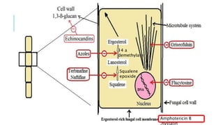 Amphotericin B
,nystatin
Squalene
epoxide
14 a
demethylase
 