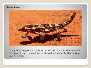 Thorny Dragon
Thorny Devil Dragon is the only species of devil lizard found in Australia.
The thorny dragon is a small species of lizard and known for their defenses
against predators.
 