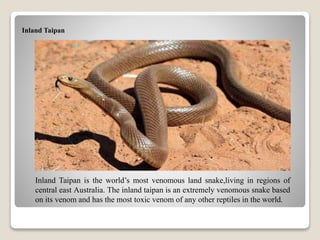Inland Taipan
Inland Taipan is the world’s most venomous land snake,living in regions of
central east Australia. The inland taipan is an extremely venomous snake based
on its venom and has the most toxic venom of any other reptiles in the world.
 