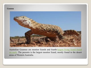 Goanna
Australian Goannas are monitor lizards and fourth-largest living lizard found
on earth. The perentie is the largest monitor lizard, mostly found in the desert
areas of Western Australia.
 