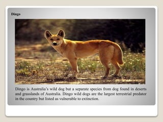 Dingo
Dingo is Australia’s wild dog but a separate species from dog found in deserts
and grasslands of Australia. Dingo wild dogs are the largest terrestrial predator
in the country but listed as vulnerable to extinction.
 