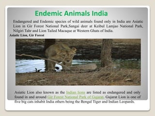 Endangered and Endemic species of wild animals found only in India are Asiatic
Lion in Gir Forest National Park,Sangai deer at Keibul Lamjao National Park,
Nilgiri Tahr and Lion Tailed Macaque at Western Ghats of India.
Asiatic Lion also known as the Indian lions are listed as endangered and only
found in and around Gir Forest National Park of Gujarat. Gujarat Lion is one of
five big cats inhabit India others being the Bengal Tiger and Indian Leopards.
Asiatic Lion, Gir Forest
Endemic Animals India
 