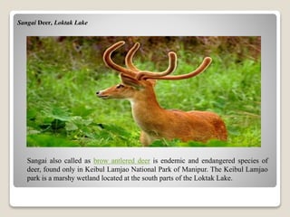 Sangai Deer, Loktak Lake
Sangai also called as brow antlered deer is endemic and endangered species of
deer, found only in Keibul Lamjao National Park of Manipur. The Keibul Lamjao
park is a marshy wetland located at the south parts of the Loktak Lake.
 