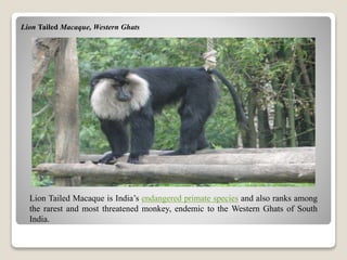 Lion Tailed Macaque, Western Ghats
Lion Tailed Macaque is India’s endangered primate species and also ranks among
the rarest and most threatened monkey, endemic to the Western Ghats of South
India.
 